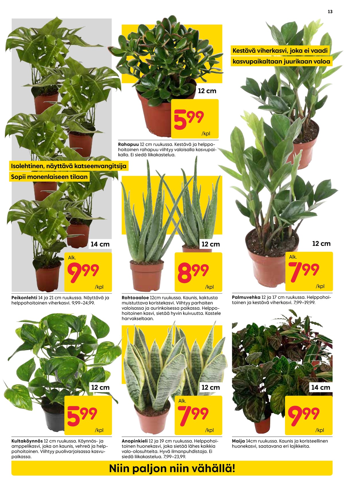 Katso ketjun Rusta tarjouslehti viikolta 2 sivustolla Viikkotarjoukset.fi. Löydät monia hyviä tarjouksia erilaisista tuotteista, esimerkiksi kasvit ei määritelty tai kasvit ei määritelty. Lue tarjouslehti täältä! Sivu 13